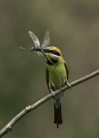 Execution In Mid Air