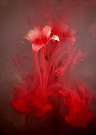 Amyrillis Belladonna