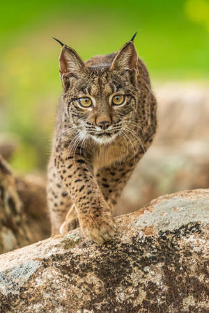 Lynx