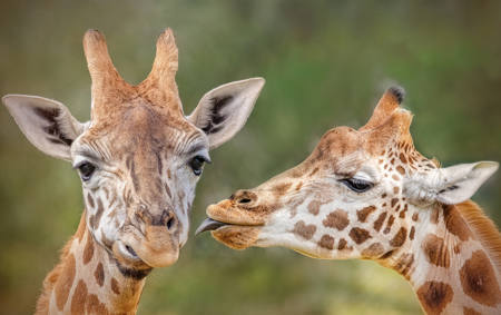 C'mon Boo Give Me A Kiss