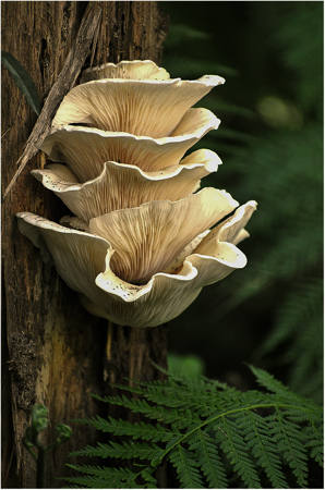 Boys Walk Fungi