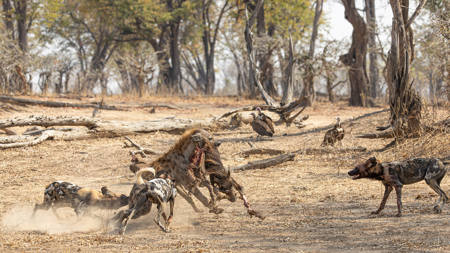 Hyena Running Off With Kill