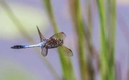 Flying Through Reeds