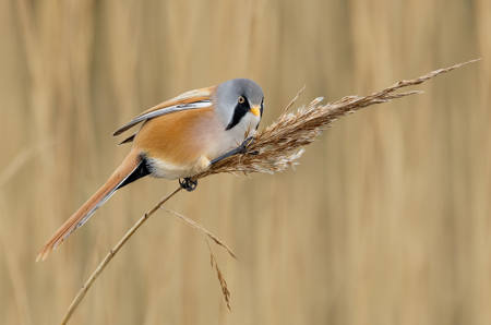 Male Bearded Reedling
