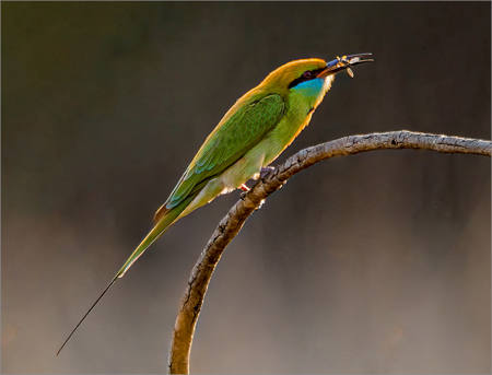 Bee Eater Eating Bee