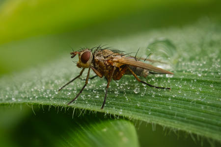 Juvenile Bush Fly