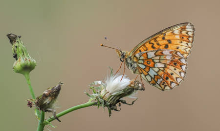 Roosting Fritillary Butterfly