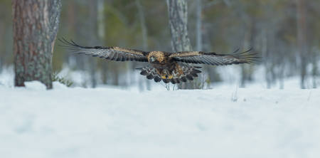 Golden Eagle Comming In Low