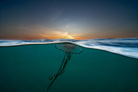 Kompasgople I Solnedgang