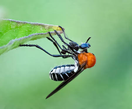 Robber Fly With Prey