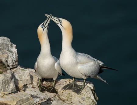 Gannets Courting