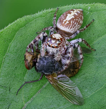 Garden Jumping Spider And Fly