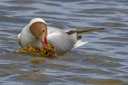 Predatory Black-Headed Gull