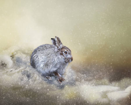 Mountain Hare First Flurry Of Snow