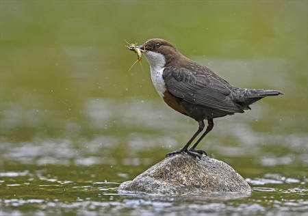Dipper With Food
