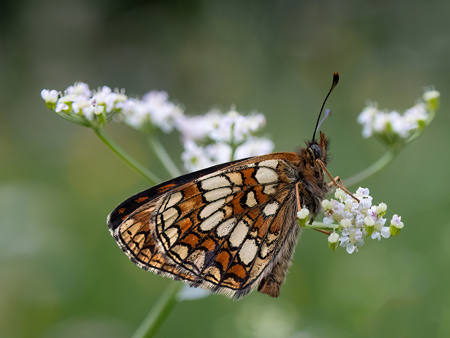 False Heath Butterfly
