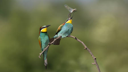 Bee Eaters With Prey