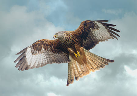 Kite