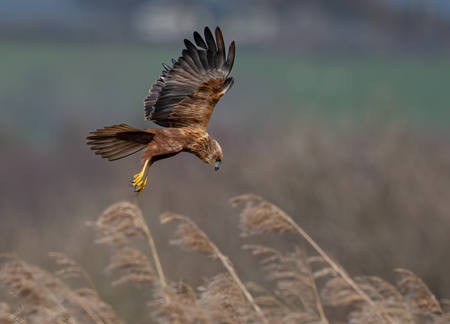 Marsh Harrier - On The Hunt