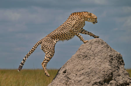 Cheetah Jumping Onto Termite Mound