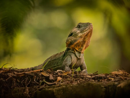Dragon On High