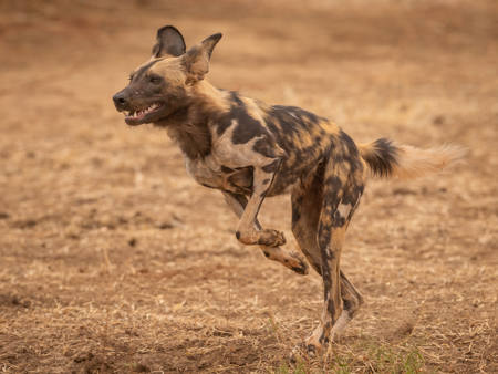 African Wild Dog Running