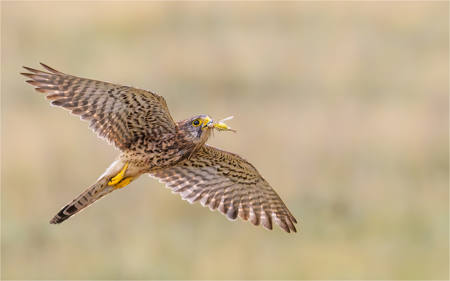 Kestrel In Flight With A Cricket