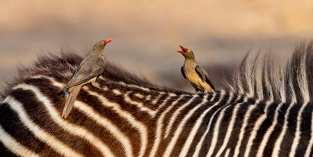Oxpecker Conversation