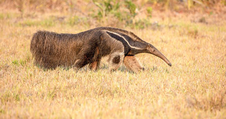 Giant Anteater Pantanal