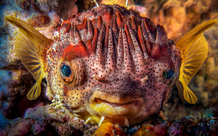 Happy Fine-Spotted Pufferfish