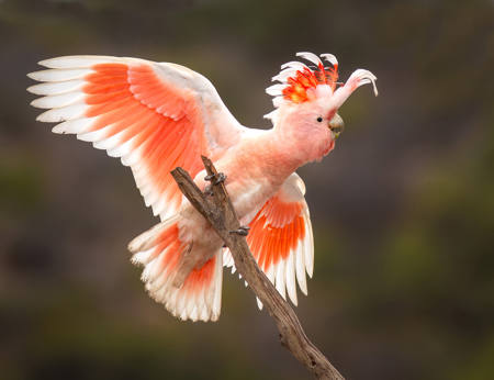 Spectacular Pink Galah
