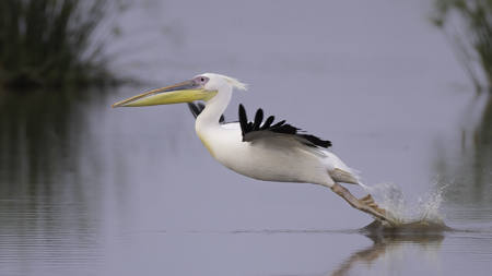 Pelican