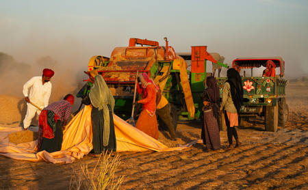 Rabari Golden Harvest