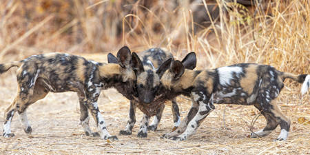 African Painted Puppies Sharing