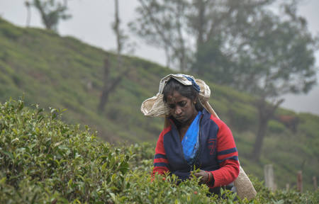 Tamil Nadu Tea Picker