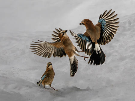 Jays Fighting With An Audience