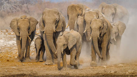 Family Stampede 9251