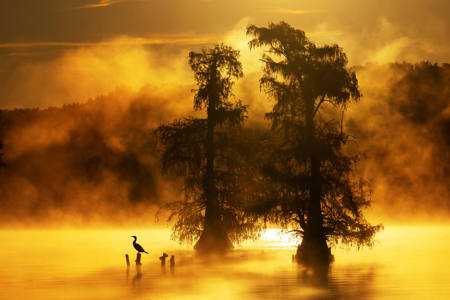 The Golden Lake