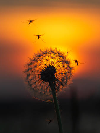 Mosquitoes Around A Dandelion