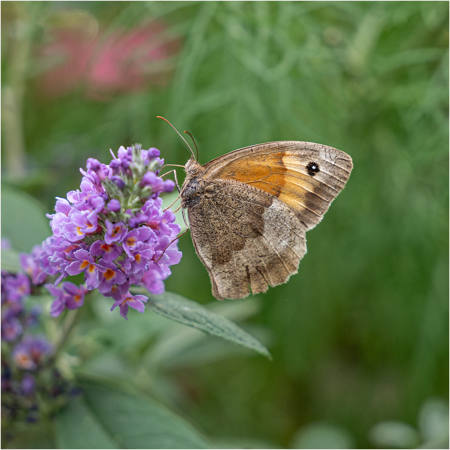 Meadow Brown Butterfly