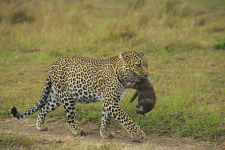 Leopard With Cub