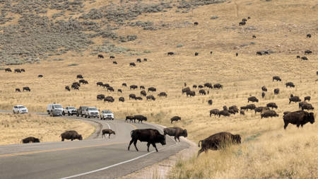 Daily Migration