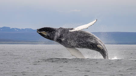 Humback Whale Breaches In Iceland