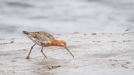 Black-Tailed Godwit