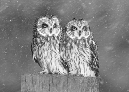 Owl In The Snowstorm