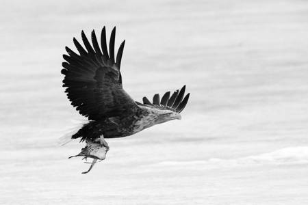 Solo White Tailed Eagle With Catch