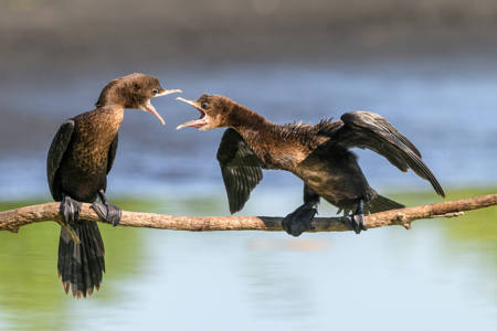 Compelling Argumentation