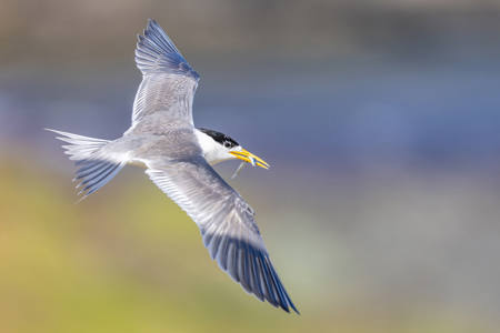 Crested Tern Inflight