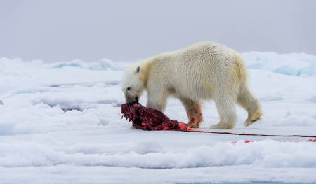 Polar Bear 8709