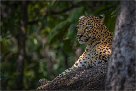 Indian Leopard